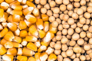 Soybean,And,Corn,Seeds,In,Brazil